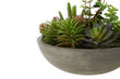Fiori Mixed Succulent With Stone Effect Pot