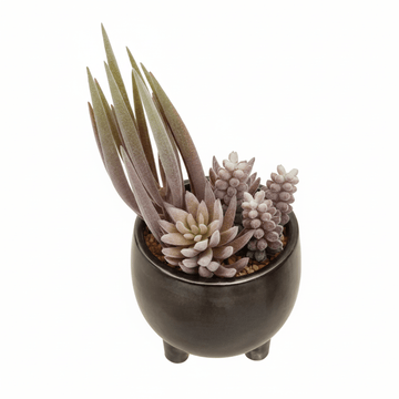 Fiori Mixed Succulents In Ceramic Pot