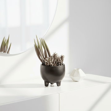 Fiori Mixed Succulents In Ceramic Pot