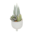 Fiori Mixed Succulents With White Ceramic Pot