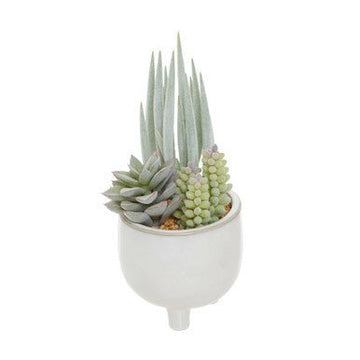 Fiori Mixed Succulents With White Ceramic Pot