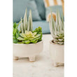 Fiori Mixed Succulents With White Ceramic Pot