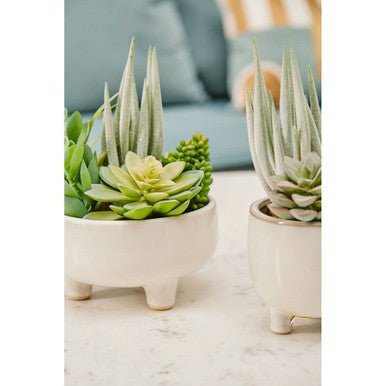 Fiori Mixed Succulents With White Ceramic Pot