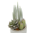 Fiori Mixed Succulents With White Ceramic Pot