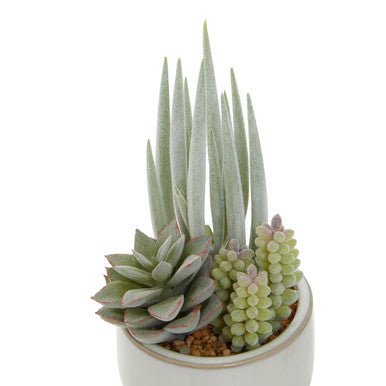 Fiori Mixed Succulents With White Ceramic Pot