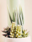 Fiori Mixed Succulents With White Ceramic Pot