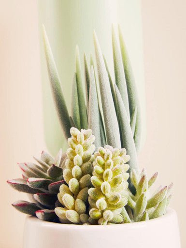Fiori Mixed Succulents With White Ceramic Pot