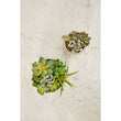 Fiori Mixed Succulents With White Ceramic Pot
