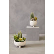 Fiori Mixed Succulents With White Ceramic Pot