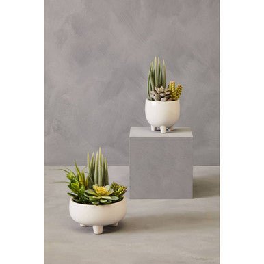 Fiori Mixed Succulents With White Ceramic Pot