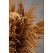 Fiori Natural Stem Pampas Grass