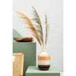 Fiori Natural Stem Pampas Grass
