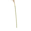 Fiori Natural Stem Pampas Grass