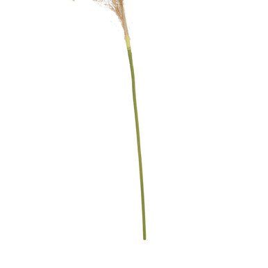 Fiori Natural Stem Pampas Grass