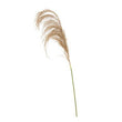 Fiori Natural Stem Pampas Grass