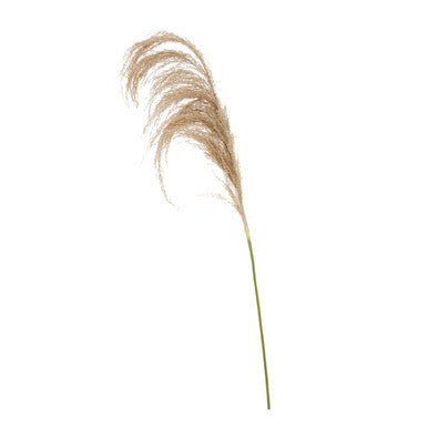 Fiori Natural Stem Pampas Grass
