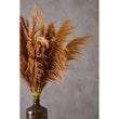 Fiori Natural Stem Pampas Grass