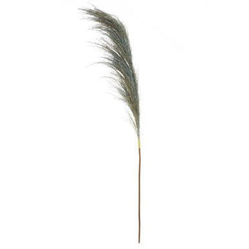 Fiori Pampas Grass Blue Stem