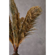 Fiori Pampas Grass Blue Stem