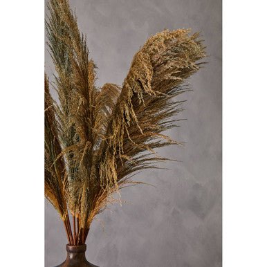 Fiori Pampas Grass Blue Stem