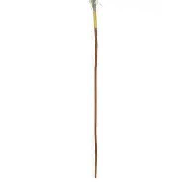 Fiori Pampas Grass Blue Stem