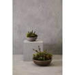 Fiori Paper Stone Effect Pot Mixed Succulent