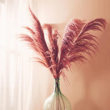 Fiori Pink Stem Pampas Grass