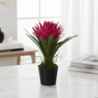 Fiori Pink Tropical Plant with Black Ceramic Pot