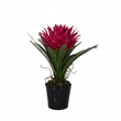 Fiori Pink Tropical Plant with Black Ceramic Pot