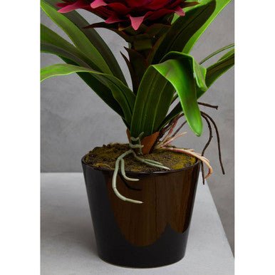 Fiori Pink Tropical Plant with Black Ceramic Pot