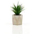 Fiori Set of 3 Succulents in Geo Cement Pots