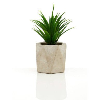 Fiori Set of 3 Succulents in Geo Cement Pots