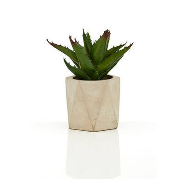 Fiori Set of 3 Succulents in Geo Cement Pots