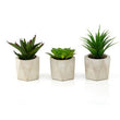 Fiori Set of 3 Succulents in Geo Cement Pots
