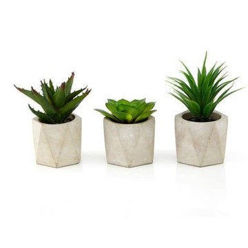 Fiori Set of 3 Succulents in Geo Cement Pots