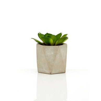 Fiori Set of 3 Succulents in Geo Cement Pots