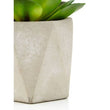 Fiori Set of 3 Succulents in Geo Cement Pots