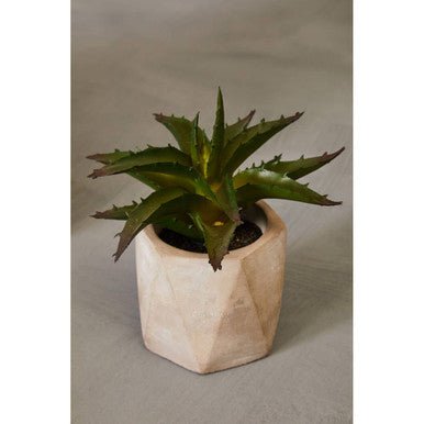 Fiori Set of 3 Succulents in Geo Cement Pots