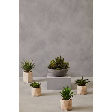 Fiori Set of 3 Succulents in Geo Cement Pots