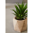 Fiori Set of 3 Succulents in Geo Cement Pots