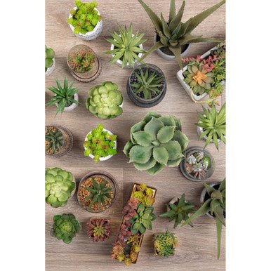 Fiori Set of 3 Succulents in Geo Cement Pots