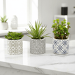 Fiori Set of 3 Succulents in Henna Ceramic Pots