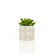 Fiori Set of 3 Succulents in Henna Ceramic Pots