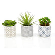 Fiori Set of 3 Succulents in Henna Ceramic Pots