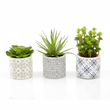 Fiori Set of 3 Succulents in Henna Ceramic Pots