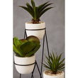 Fiori Set of 3 Succulents with Metal Stand