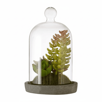 Fiori Small Succulent Dome With Cement Base
