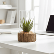 Fiori Small Succulent with Natural Stone Base