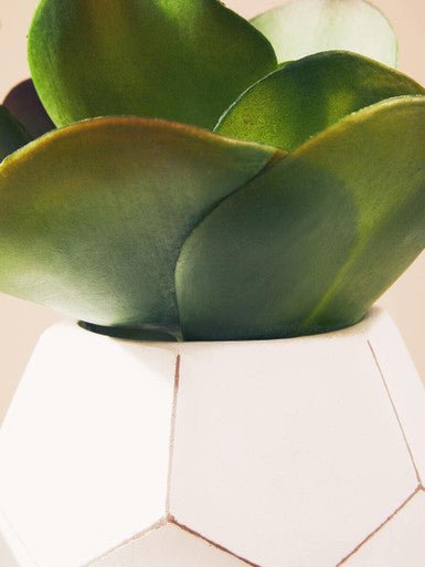 Fiori White Cement Pot Succulent
