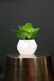 Fiori White Cement Pot Succulent